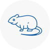 Rat Control Bayswater